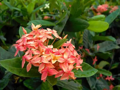 乐趣触摸拍摄体验3寸大屏明基T850评测(11)