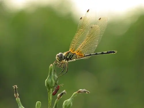 压倒性长焦力量20倍光变佳能SX10IS评(7)