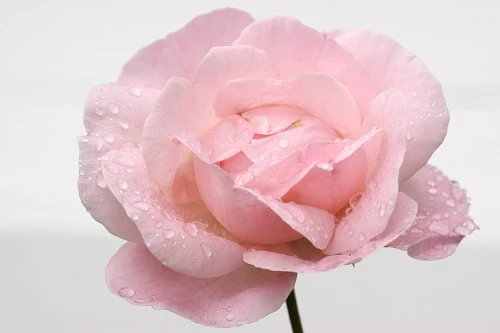 出色1500万像素 佳能50D国外评测样片