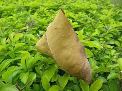 卡片机身藏巨炮轻巧佳能SX200IS评测(11)