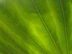 朴实无华5倍光变奥林巴斯FE-370评测(14)