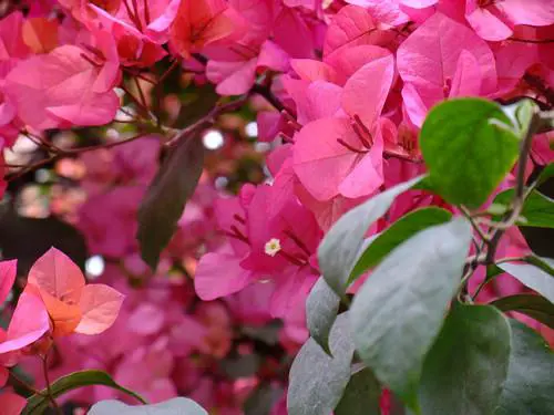 灵活多变全能相机富士F200EXR功能评测(11)