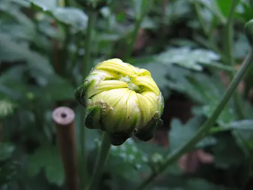 卡片机身藏巨炮轻巧佳能SX200IS评测(9)