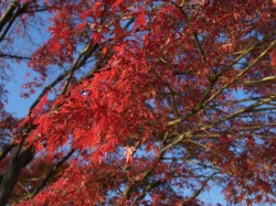 点击放大此图片