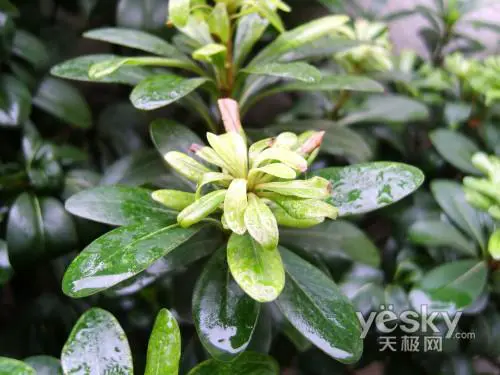 国产DC也能拍高清爱国者T1200详细评测(18)