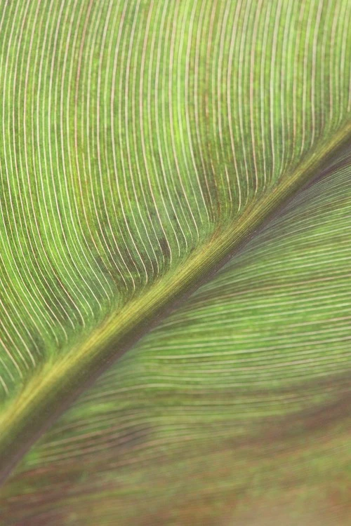 出色1500万像素 佳能50D国外评测样片