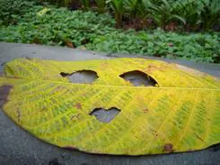 高速响应时尚DC四倍光变尼康S620评测(6)