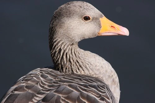 出色1500万像素 佳能50D国外评测样片