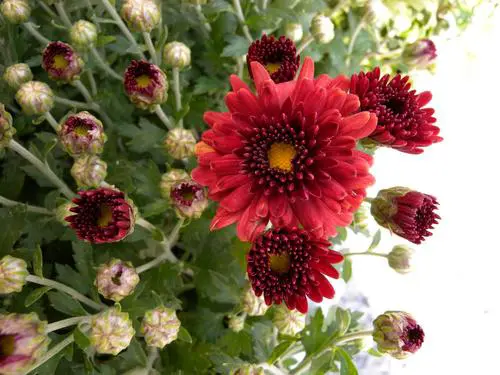 顶级全手动消费旗舰尼康高端P6000评测(13)