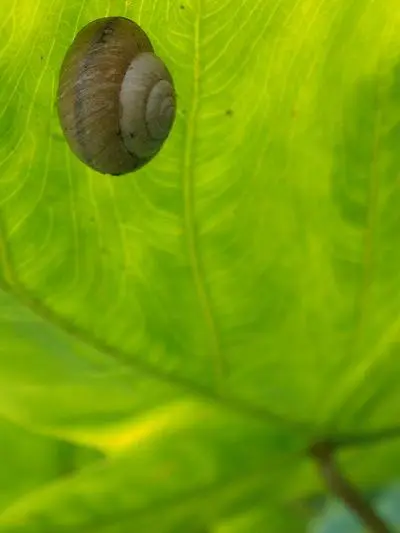 朴实无华5倍光变奥林巴斯FE-370评测(11)