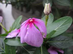 卡片机身藏巨炮轻巧佳能SX200IS评测(11)