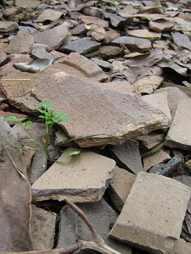 卡片机身藏巨炮轻巧佳能SX200IS评测(9)