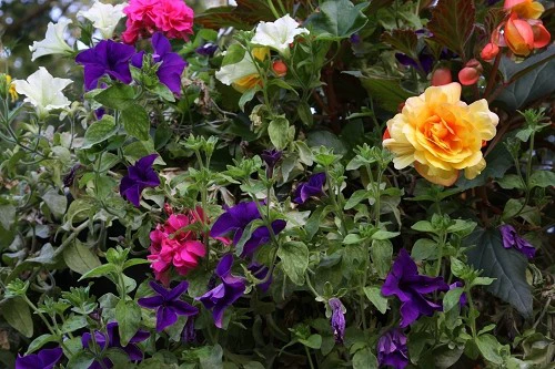 出色1500万像素 佳能50D国外评测样片