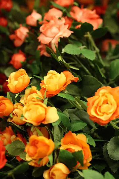 谁主沉浮佳能450D、50D与尼康D90对比(25)