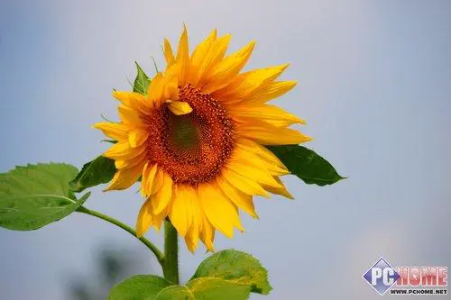 走向高端索尼首款全画幅单反α900评测(19)