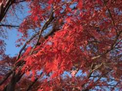 点击放大此图片