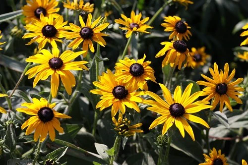 出色1500万像素 佳能50D国外评测样片