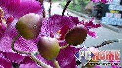 笑脸快门引领高清索尼HDR-CX12E评测(10)