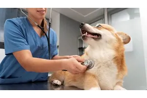 英伟达最新研究成果：显卡还能帮忙检测你家狗狗的心脏病