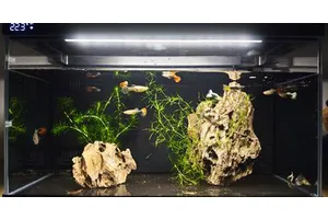 当贝智能鱼缸1 Ultra开箱体验：告别传统，一键开启智能养鱼新体验